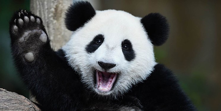 بازگشت پاندای باغ وحش فرانسه به چین